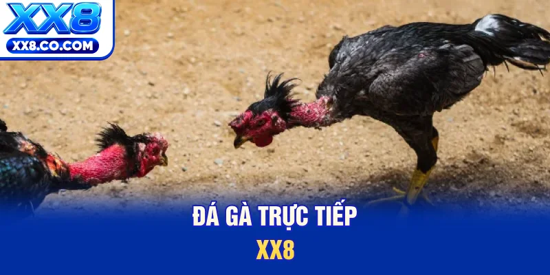 Đá gà trực tiếp XX8 