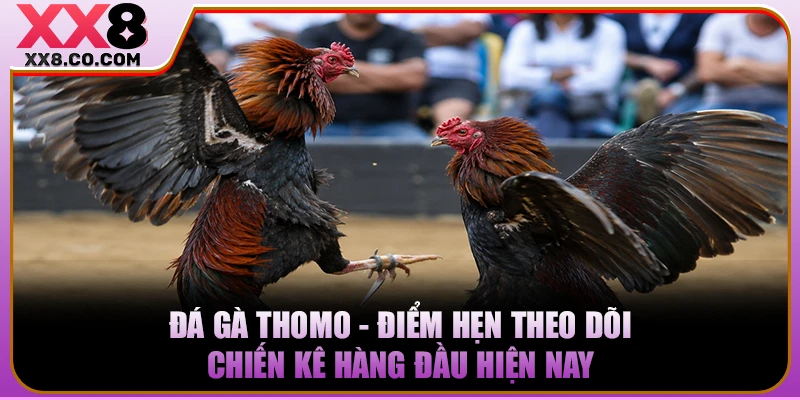 Đá Gà Thomo - Điểm Hẹn Theo Dõi Chiến Kê Hàng Đầu Hiện Nay 3 Đá Gà Thomo - Điểm Hẹn Theo Dõi Chiến Kê Hàng Đầu Hiện Nay